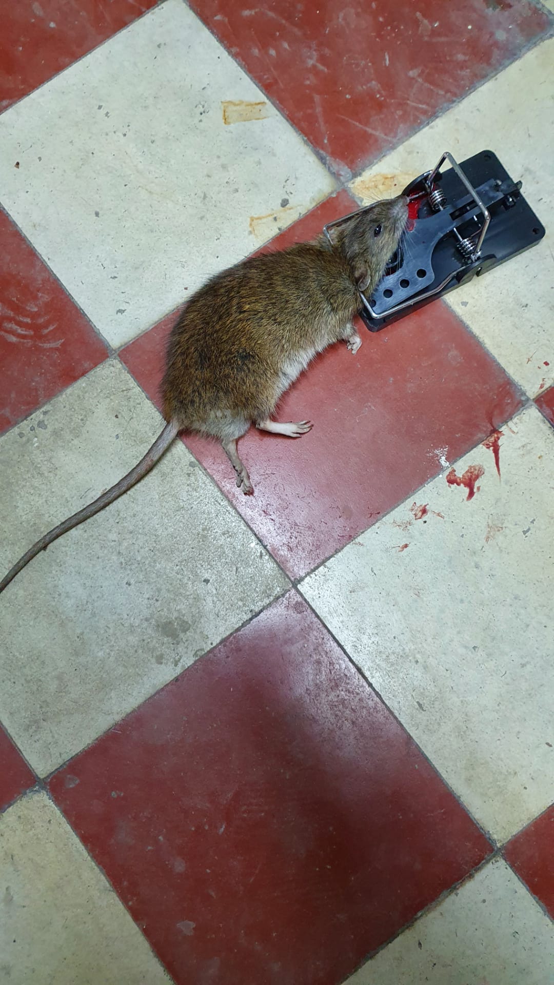 COMMENT SE DÉBARRASSER DES RATS
